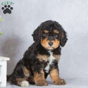 Shadow, Miniature Poodle Puppy
